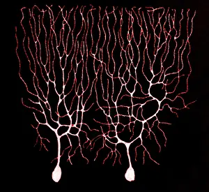 Nerve: Purkinje Cells Based on Cajal