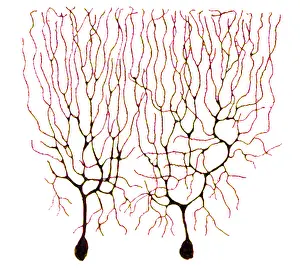 Nerve: Purkinje Cells Based on Cajal