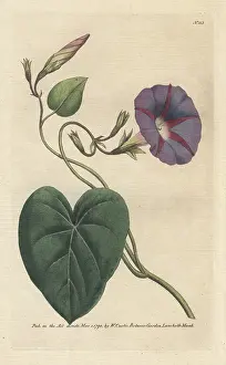 Bindweed: Purple bindweed, Ipomoea purpurea