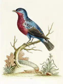 Manakin: The purple-breasted blue manakin