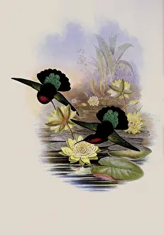 Carib: Purple-Breasted Carib, Eulampis Jugularis