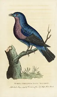 Cotinga: Purple-breasted continga, Cotinga cotinga