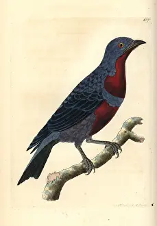 Cotinga: Purple-breasted cotinga, Cotinga cotinga