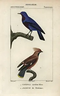 Bombycilla: Purple-breasted cotinga, Cotinga cotinga, and