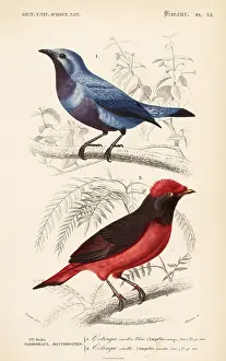 Cotinga: Purple-breasted cotinga and Guianan red cotinga