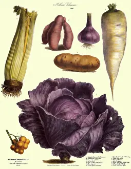 Tomatoes: Purple Cabbage Botan