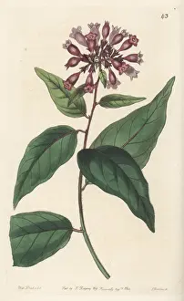 John Lindley: Purple cestrum, Cestrum elegans