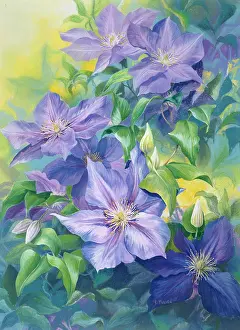 Clematis: Purple Clematis ' Jackmanii