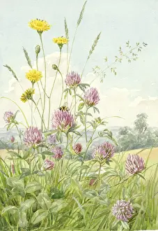 Clovers: Purple Clover and Cat's Ear in a landscape setting