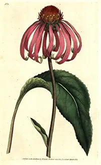 Coneflower: Purple coneflower, Echinacea purpurea