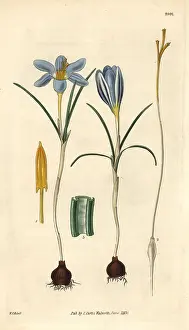 Minimus: Least purple crocus, Crocus minimus