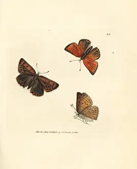 Lycaena: Purple-edged copper butterfly, Lycaena hippothoe