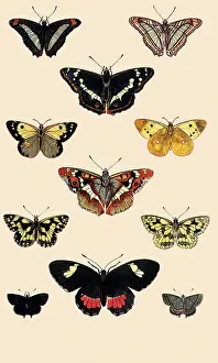 Whereas: Purple Emperor and Others