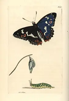 Apatura: Purple emperor, Apatura iris