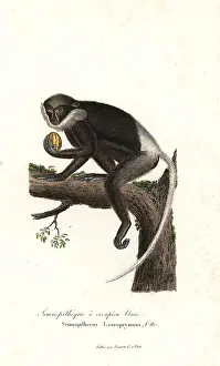 Semnopithecus: Purple-faced langur, Trachypithecus vetulus. Endangered