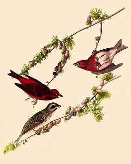 Finches: Purple Finches