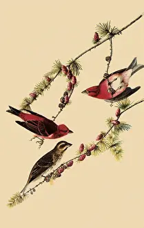 Finches: Purple Finches