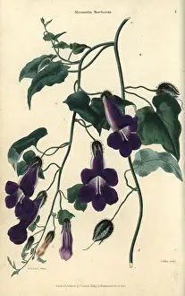 Mcintosh: Purple flowered climbing plant, Maurandia barclayana