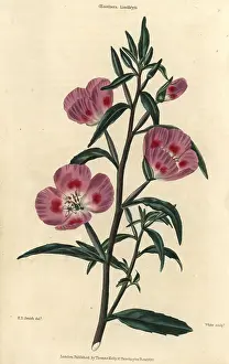 Mcintosh: Purple flowered evening primrose, Oenothera lindleyi