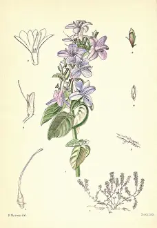 Clusters: Purple Flowers