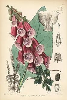 Digitalis: Purple foxglove, Digitalis purpurea