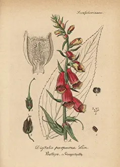 Digitalis: Purple foxglove, Digitalis purpurea
