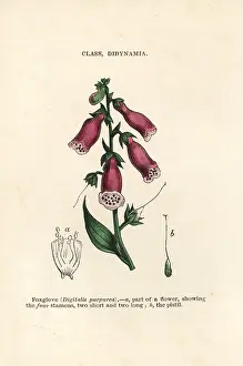 Digitalis: Purple foxglove, Digitalis purpurea