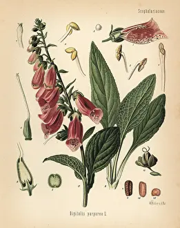 Digitalis: Purple foxglove, Digitalis purpurea