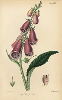 Homeopathy: Purple foxglove, Digitalis purpurea