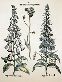 Leafs: Purple foxglove flower