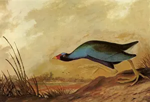 Gallinule: Purple Gallinule