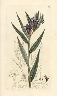 Lithospermum: Purple gromwell, Buglossoides purpurocaerulea