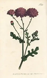 Groundsel: Purple groundsel or ragwort, Senecio elegans