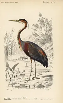 Travies: Purple heron, Ardea purpurea