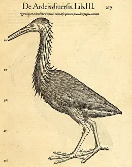 Xylograph: Purple heron, Ardea purpurea
