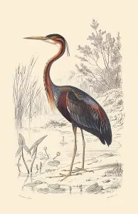 Storks: Purple Heron (Ardea purpurea)