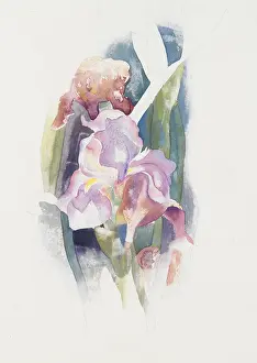 Demuth: PURPLE IRIS, by Charles Demuth, c. 1920, American