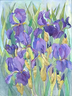 Patience: Purple Irises