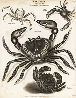 Universal Dictionary: Purple land crab, shell-carrying crab, etc