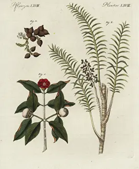 Bertuchs: Purple mangosteen tree, rattan tree, and dragon's