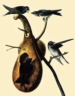 Martins: Purple Martins