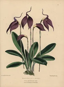 Dombrains: Purple masdevallia orchid, Masdevallia lindeni