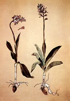 Weiditz: Purple and Military Orchids