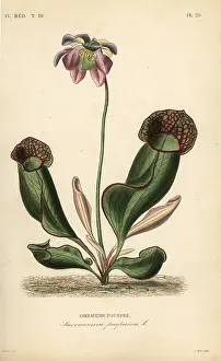 Medicale: Purple pitcher plant or side-saddle flower