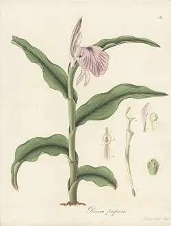 William Blackwood: Purple roscoea, Roscoea purpurea