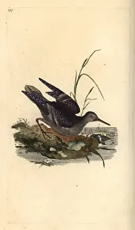 Maritima: Purple sandpiper, Calidris maritima