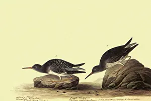 Maritima: Purple Sandpiper, Erolia Maritima