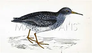 Striata: PURPLE SANDPIPER (MORRIS