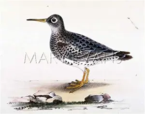 Striata: PURPLE SANDPIPER (MORRIS