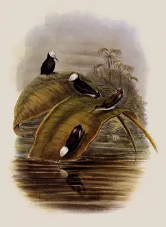 Swifts: Purple Snowcap, Microchera Parvirostris